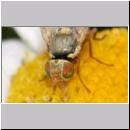 Urophora stylata - Bohrfliege 03 5mm.jpg